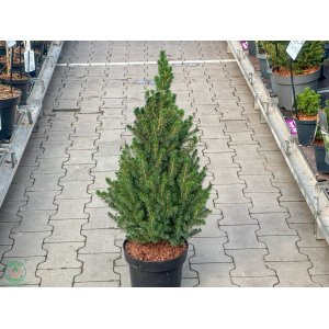 Smrek biely (Picea glauca) ´CONICA´ – výška 60-80 cm, kont. C5L